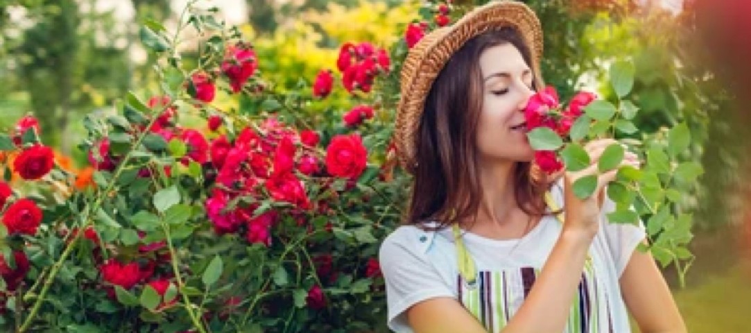 girl-smelling-admiring-roses-woman-260nw-1733772842.jpg copy