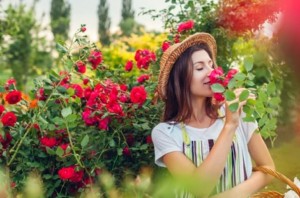 girl-smelling-admiring-roses-woman-260nw-1733772842.jpg copy