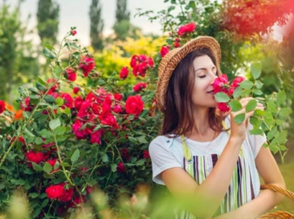 girl-smelling-admiring-roses-woman-260nw-1733772842.jpg copy